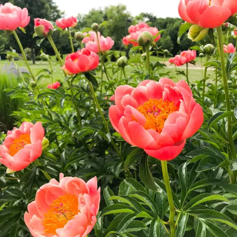 Stop and Smell the Flowers: A Brookings-area Outdoors Photo Essay