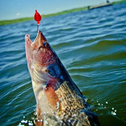 Where to Fish in South Dakota | Travel South Dakota